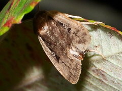 Noctuina