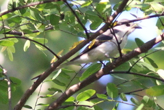 Pericrocotus divaricatus