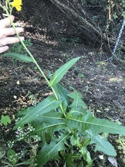 Sonchus arvensis uliginosus