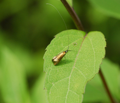 Adelidae