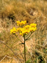 Jacobaea adonidifolia