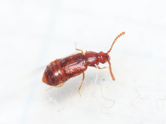 Hypopycna rufula