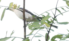 Pericrocotus divaricatus