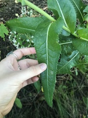 Sonchus arvensis uliginosus