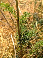 Jacobaea adonidifolia