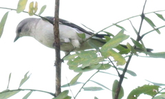 Pericrocotus divaricatus