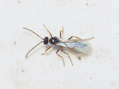 Aphidiinae