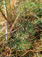 Jacobaea adonidifolia