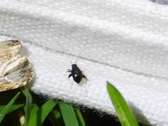 Halticini