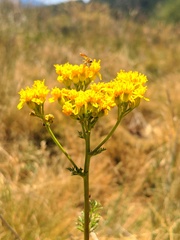 Jacobaea adonidifolia