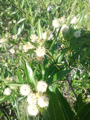 Phyllanthus sellowianus