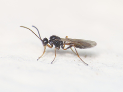 Aphidiinae