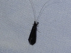 Mystacides sepulchralis