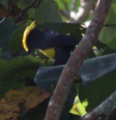 Melanochlora sultanea