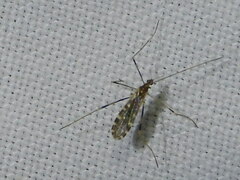 Erioptera caliptera
