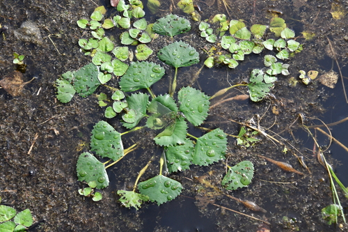 Trapa pseudincisa iNat (2)
