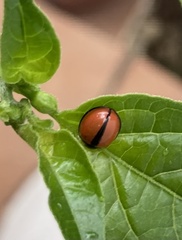 Cheilomenes propinqua