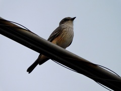 Pyrocephalus rubinus