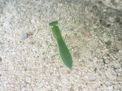 Tithrone roseipennis