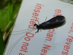 Mystacides sepulchralis