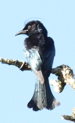 Dicrurus hottentottus