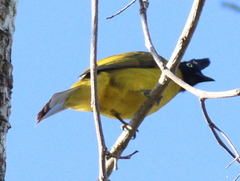 Rubigula flaviventris