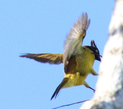 Rubigula flaviventris