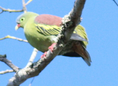 Treron curvirostra