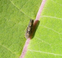 Scaphoideus incisus