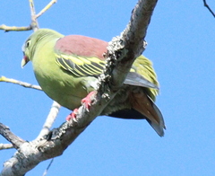 Treron curvirostra