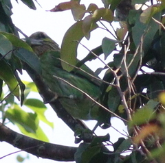 Psilopogon faiostrictus