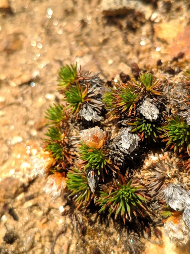 Armeria caespitosa, photograph 2