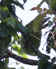 Psilopogon faiostrictus