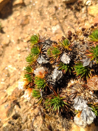 Armeria caespitosa, photograph 3