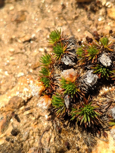 Armeria caespitosa, photograph 4