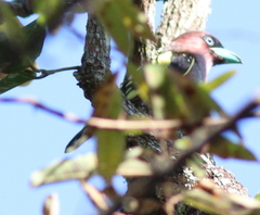 Eurylaimus javanicus