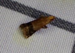 Eulogia ochrifrontella