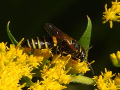 Philanthus solivagus