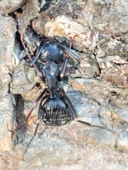 Ophiocordyceps unilateralis