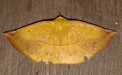 Cratoptera group