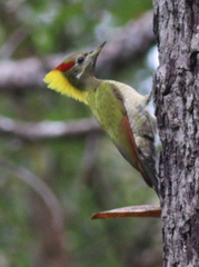 Picus chlorolophus