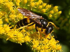 Philanthus solivagus