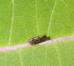 Scaphoideus incisus