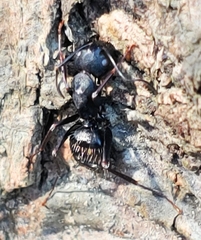 Ophiocordyceps unilateralis
