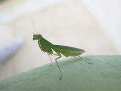 Tithrone roseipennis