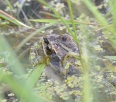 Rana amurensis
