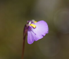 Utricularia dichotoma