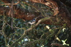 Fringilla coelebs canariensis