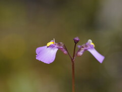 Utricularia dichotoma