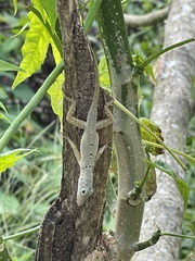 Anolis stratulus